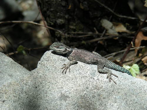 Sceloporus jarrovii