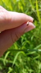 Galerucella calmariensis