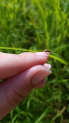 Galerucella calmariensis