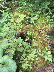 Gymnocarpium dryopteris