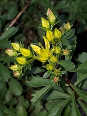 Phedimus kamtschaticus