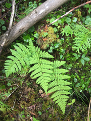 Dryopteris intermedia