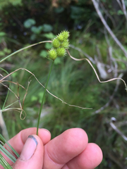 Carex bebbii