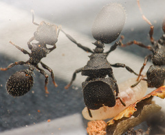Cephalotes rohweri