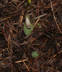 Corybas rotundifolius