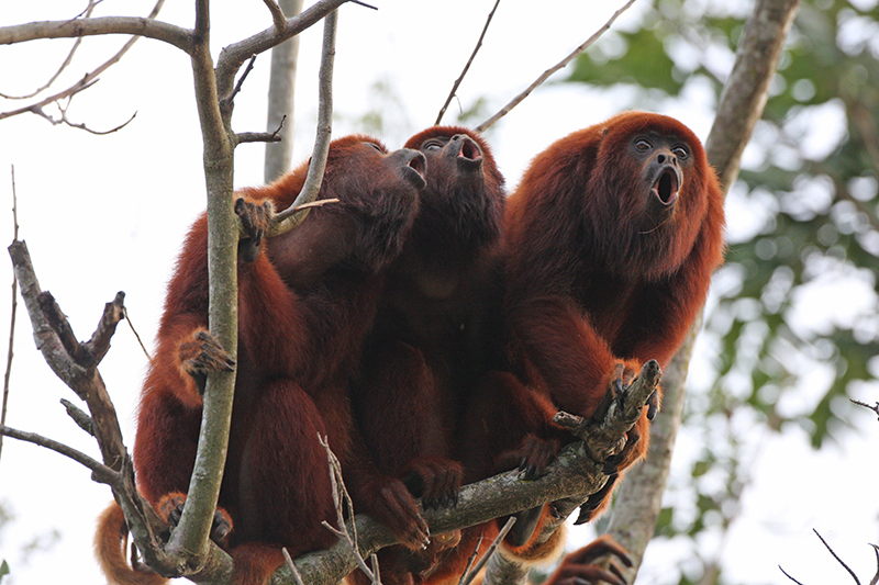 Ursine Howler Monkey