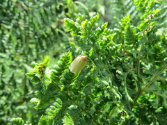 Zelotherses paleana