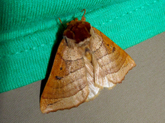 Datana major