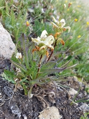 Pedicularis parryi