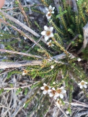Diosma passerinoides
