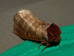 Datana major