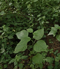Circaea × intermedia
