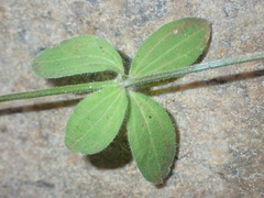 Galium uncinulatum