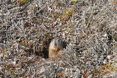 Dicrostonyx groenlandicus