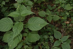 Circaea × intermedia