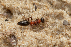 Methocha articulata