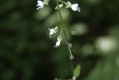 Circaea × intermedia