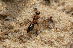 Methocha articulata