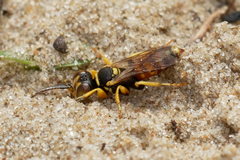 Dinetus pictus