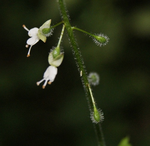Circaea X intermedia