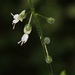 Upland Enchanter's-Nightshade - Photo (c) Danny Siwek, some rights reserved (CC BY-NC), uploaded by Danny Siwek