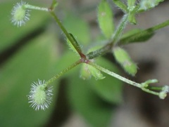 Galium uncinulatum