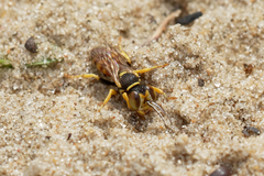 Dinetus pictus