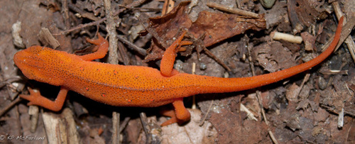 Notophthalmus viridescens