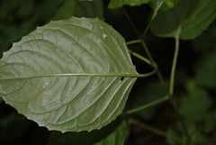 Circaea × intermedia