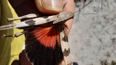 Pyrgodera armata