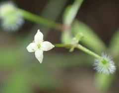Galium uncinulatum