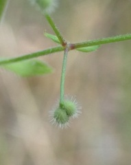Galium uncinulatum