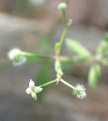 Galium uncinulatum
