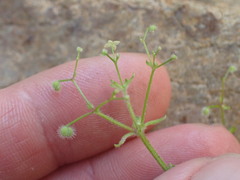Galium uncinulatum