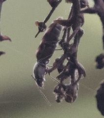 Pseudanostirus tigrinus