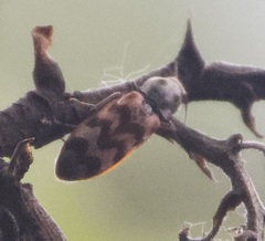 Pseudanostirus tigrinus