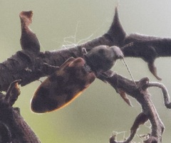 Pseudanostirus tigrinus