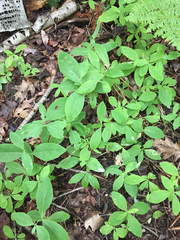 Lonicera dioica
