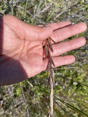 Bromus maritimus