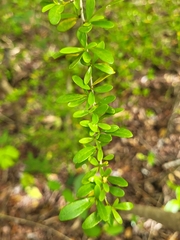 Neea buxifolia