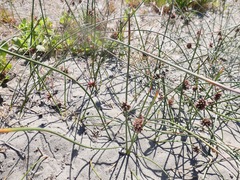 Juncus lesueurii