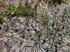 Juncus lesueurii