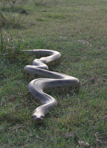 Green Anaconda