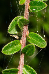 Cotoneaster integrifolius
