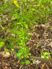 Neea buxifolia