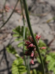 Juncus lesueurii