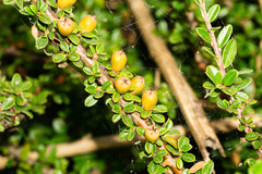 Cotoneaster integrifolius