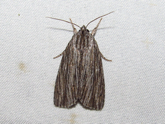 Acronicta lithospila