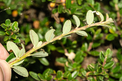 Cotoneaster integrifolius