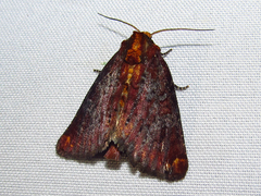 Achatodes zeae